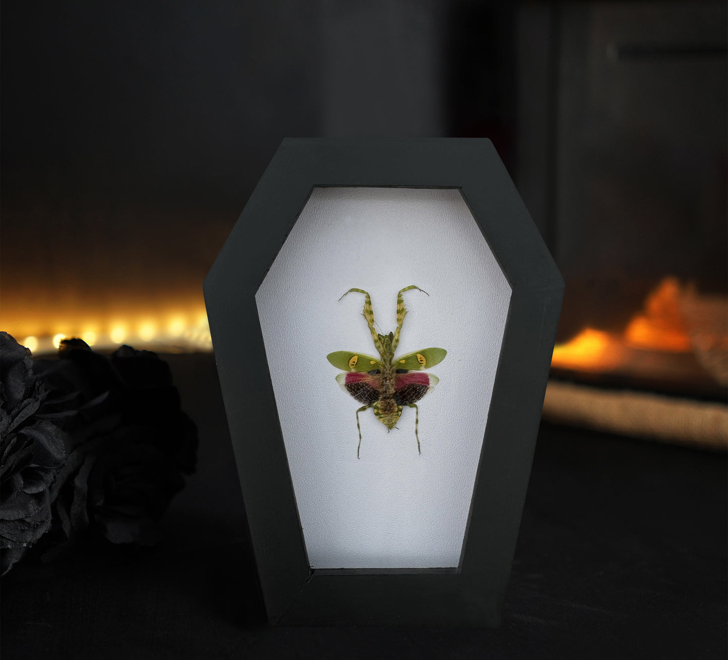 Real Jeweled Flower Mantis in Coffin Framed, Praying Mantis, Taxidermy Bug Insect Art, Gothic Home Decor