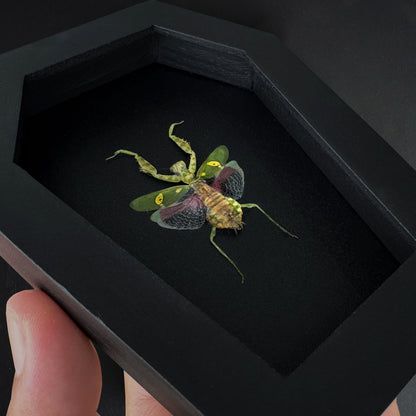 Real Jeweled Flower Mantis in Coffin Framed, Praying Mantis, Taxidermy Bug Insect Art, Gothic Home Decor