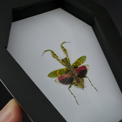 Real Jeweled Flower Mantis in Coffin Framed, Praying Mantis, Taxidermy Bug Insect Art, Gothic Home Decor