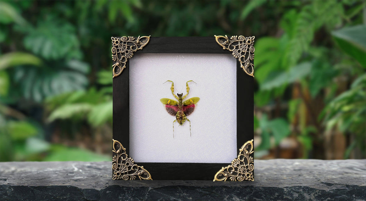 Real Framed Mantis Creobroter Black Wooden Specimen Oddities K12-62-DE