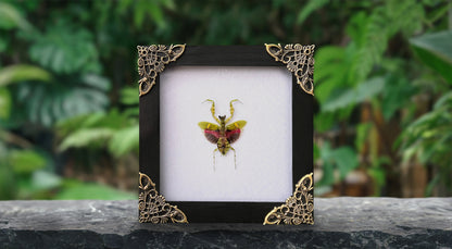 Real Framed Mantis Creobroter Black Wooden Specimen Oddities K12-62-DE