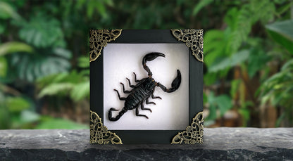 Scorpion Real Wooden Framed Dried Insect Bug K12-51-KINH