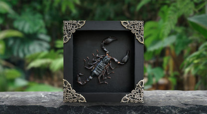 Scorpion Real Wooden Framed Dried Insect Bug K12-51-KINH