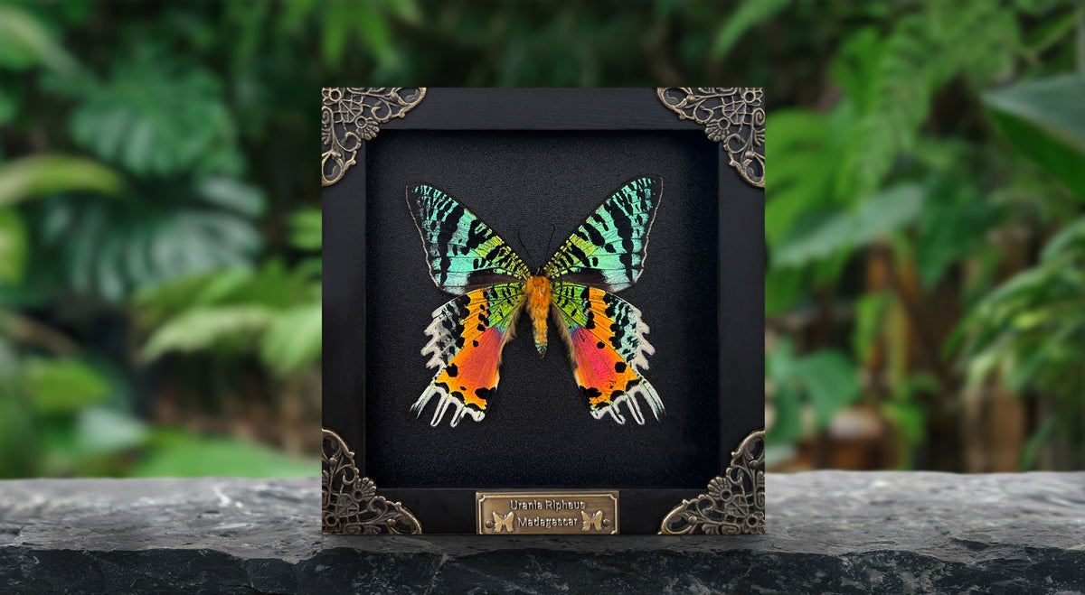Sunset Moth Butterfly Moon Star Moon Phase Star Astrology Astronomy Background Frame Insect K14-29-AS5