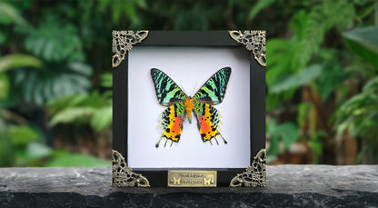 Sunset Moth Butterfly Moon Star Moon Phase Star Astrology Astronomy Background Frame Insect K14-29-AS5