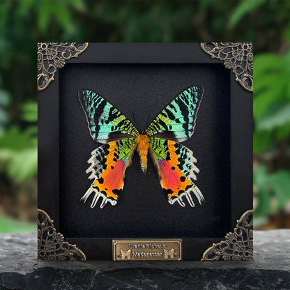Real Sunset Moth Butterfly Framed Handmade Shadow Box K14-29-NEM