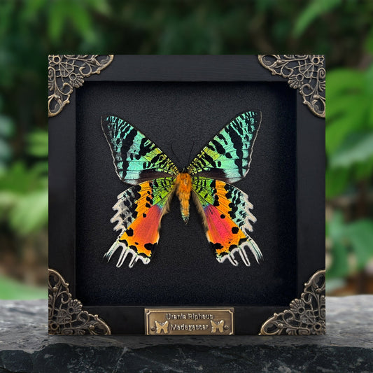 Real Sunset Moth Butterfly Framed Handmade Shadow Box K14-29-NEM
