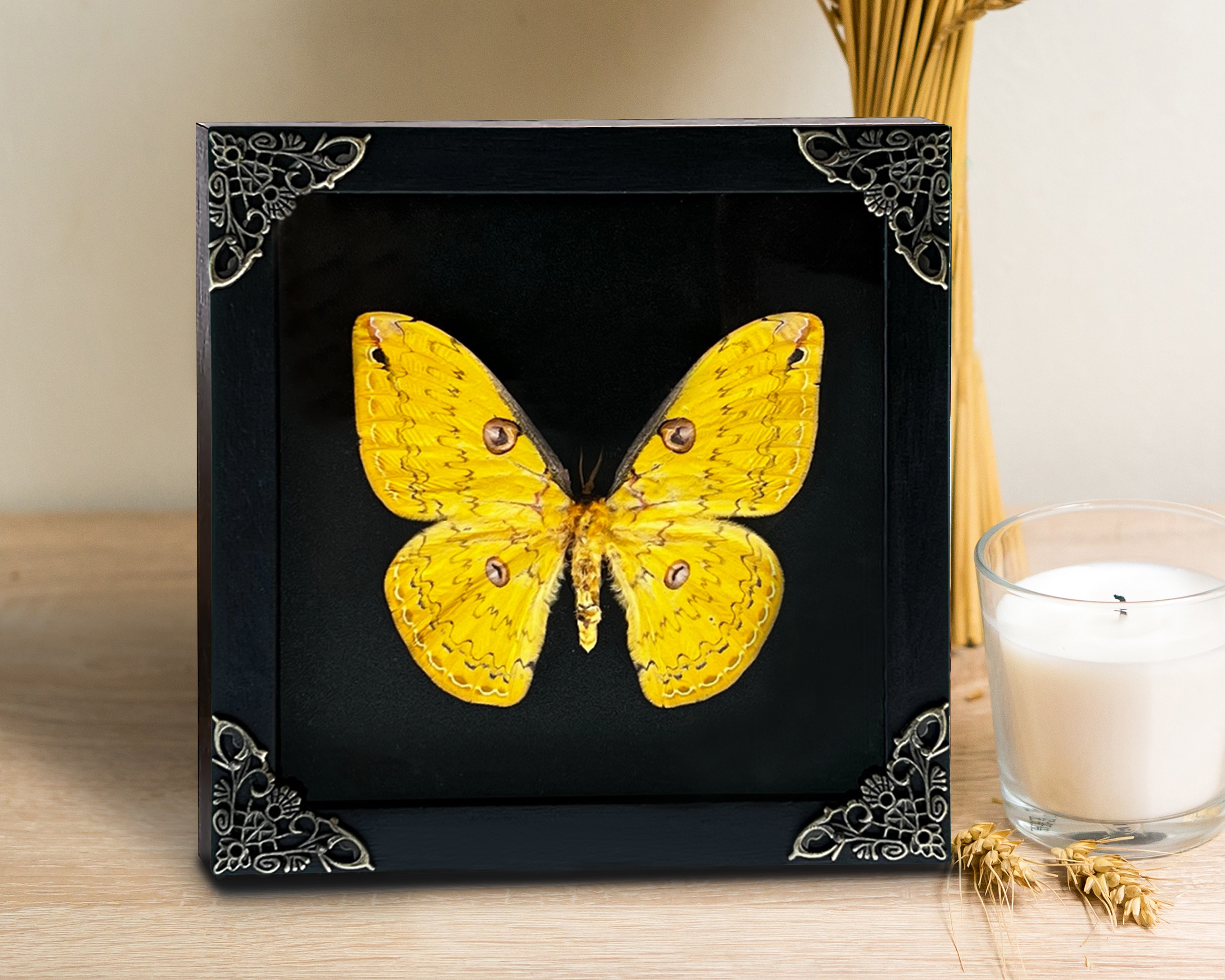 Real Framed Yellow Butterfly Dead Insect Dried Bug Beetle Shadow Box Black K16-18-DE