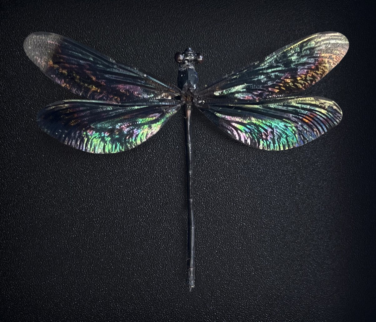 Real Black Damselfly Specimen, Pinned Dried Insect Taxidermy, Entomology Specimen, Bug Art Collection