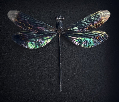 Real Black Damselfly Specimen, Pinned Dried Insect Taxidermy, Entomology Specimen, Bug Art Collection