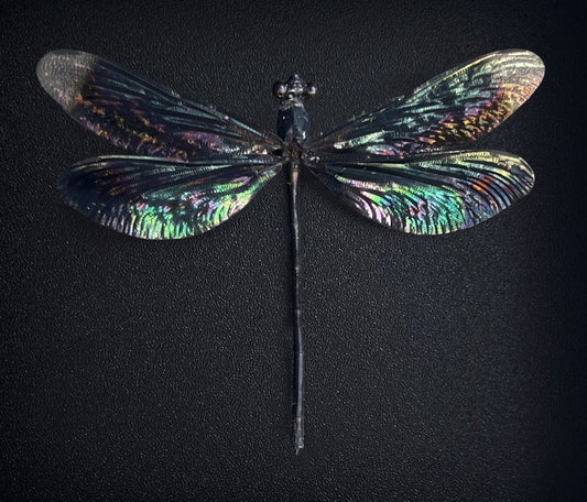 Real Black Damselfly Specimen, Pinned Dried Insect Taxidermy, Entomology Specimen, Bug Art Collection