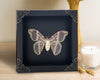 Real Moth Entomology Shadow Box Taxidermy Insect Gothic Decor