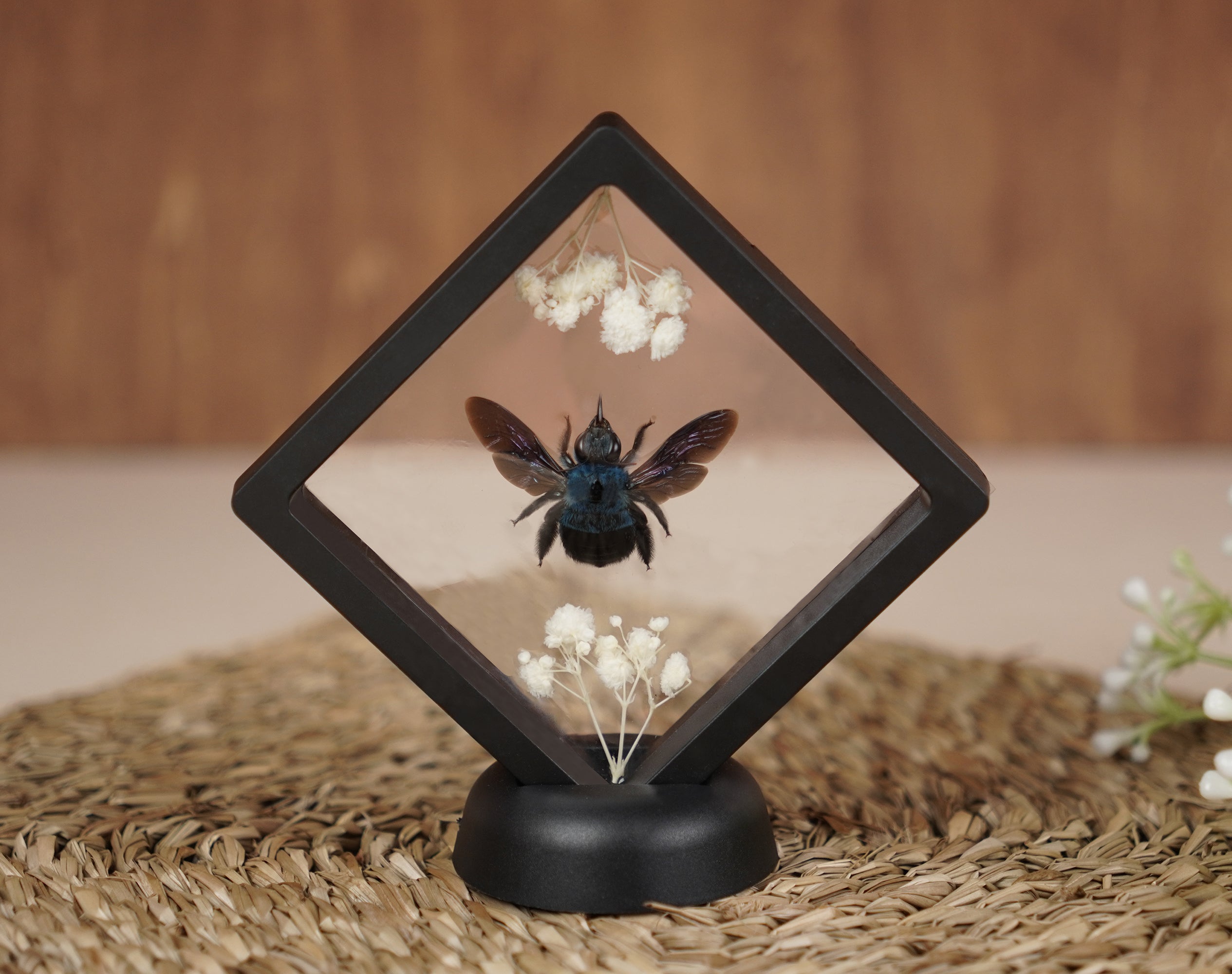 2 Taxidermy Praying Mantis & Blue Carpenter Bee Floating Frame Display Preserved Insects Collections Gift for Entomology Lover