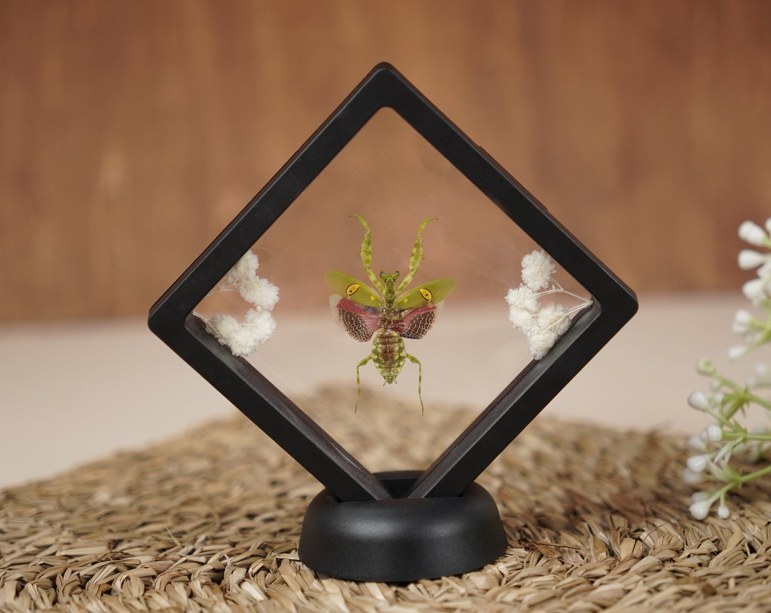 2 Taxidermy Praying Mantis & Blue Carpenter Bee Floating Frame Display Preserved Insects Collections Gift for Entomology Lover