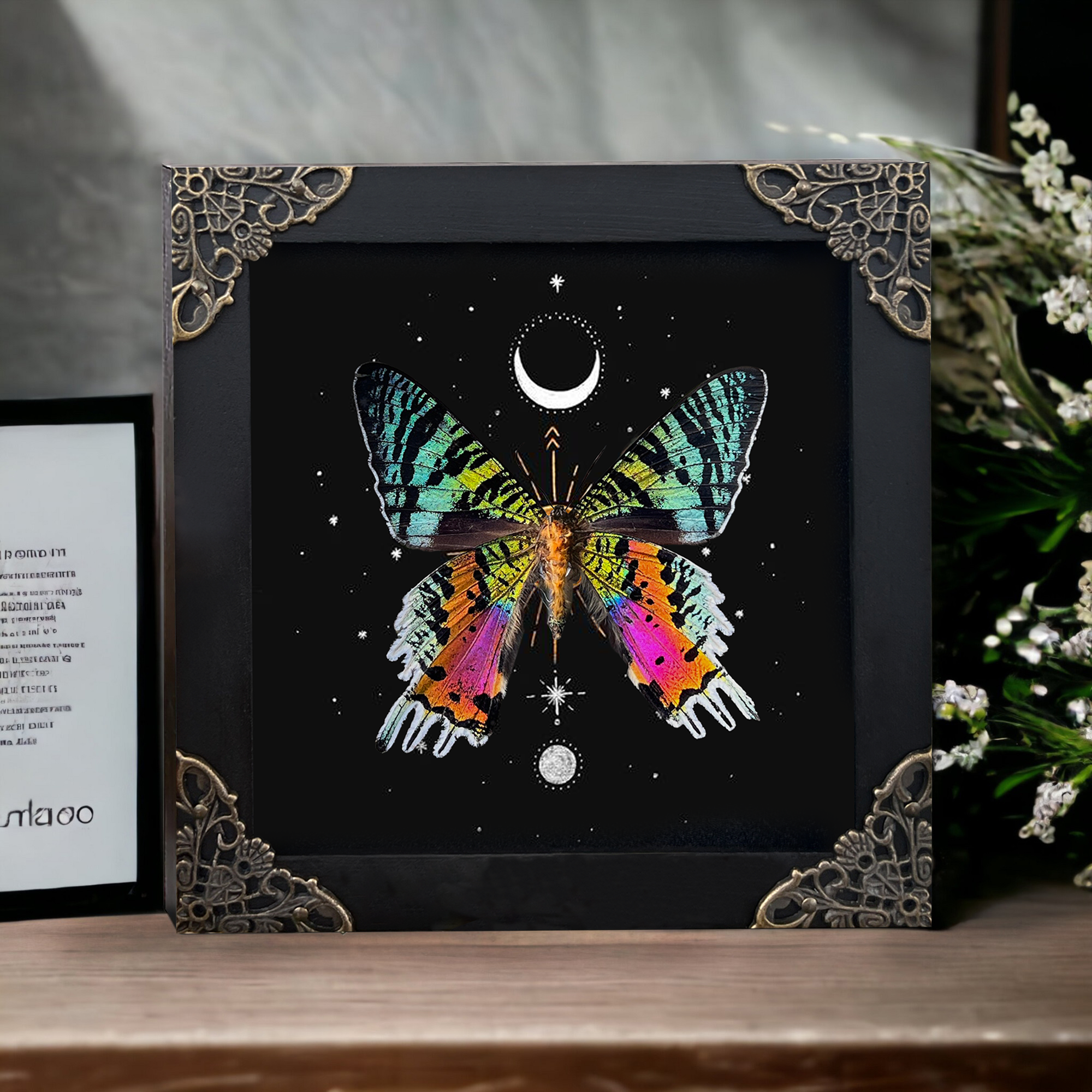 Sunset Moth Butterfly Moon Star Moon Phase Star Astrology Taxidermy Astronomy Background Frame Insect K14-29-AS5