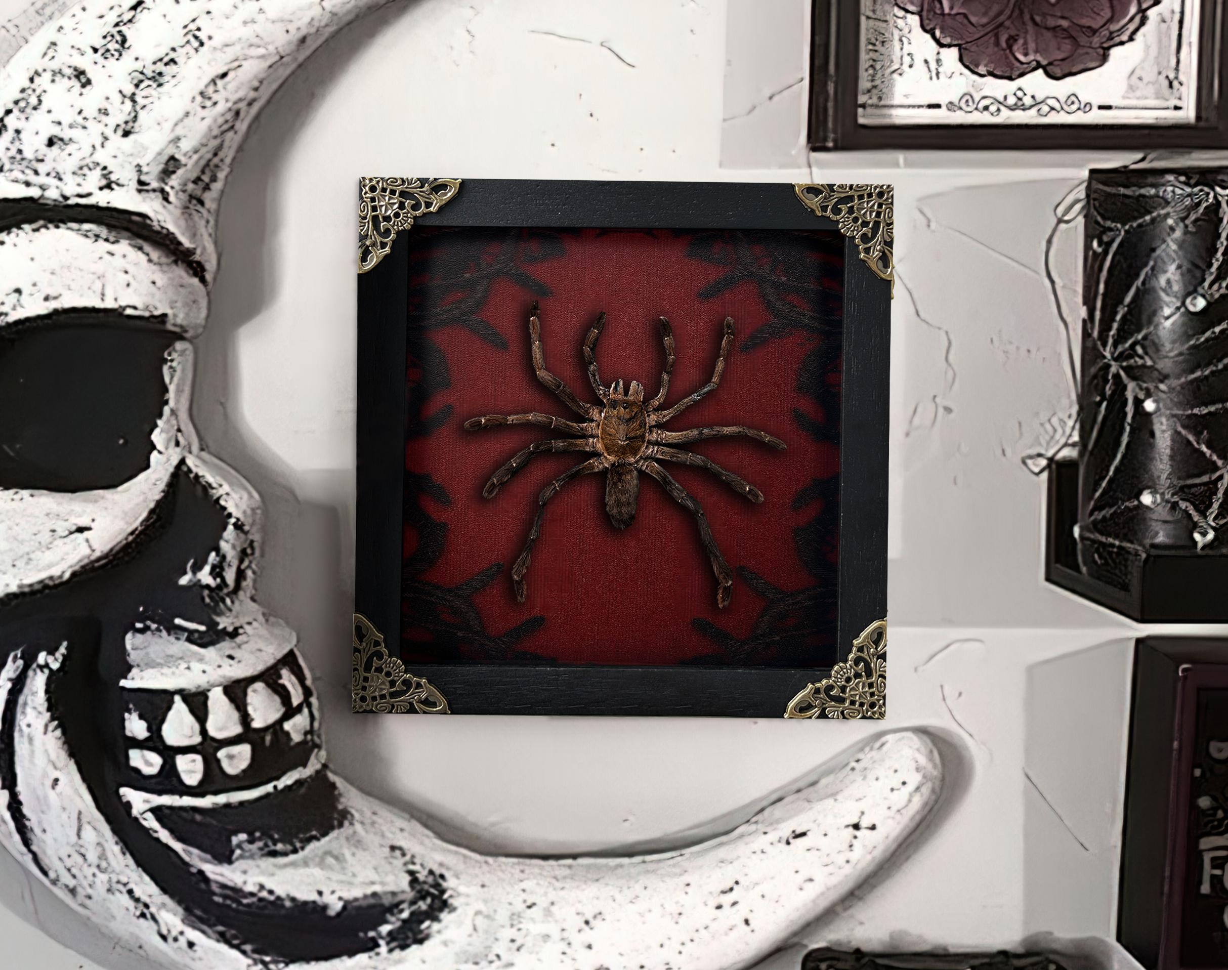 Real Spider Taxidermy Gothic Goth Dark Wall Decor Background Frame Specimen Spooky Creepy K18-56-GT1