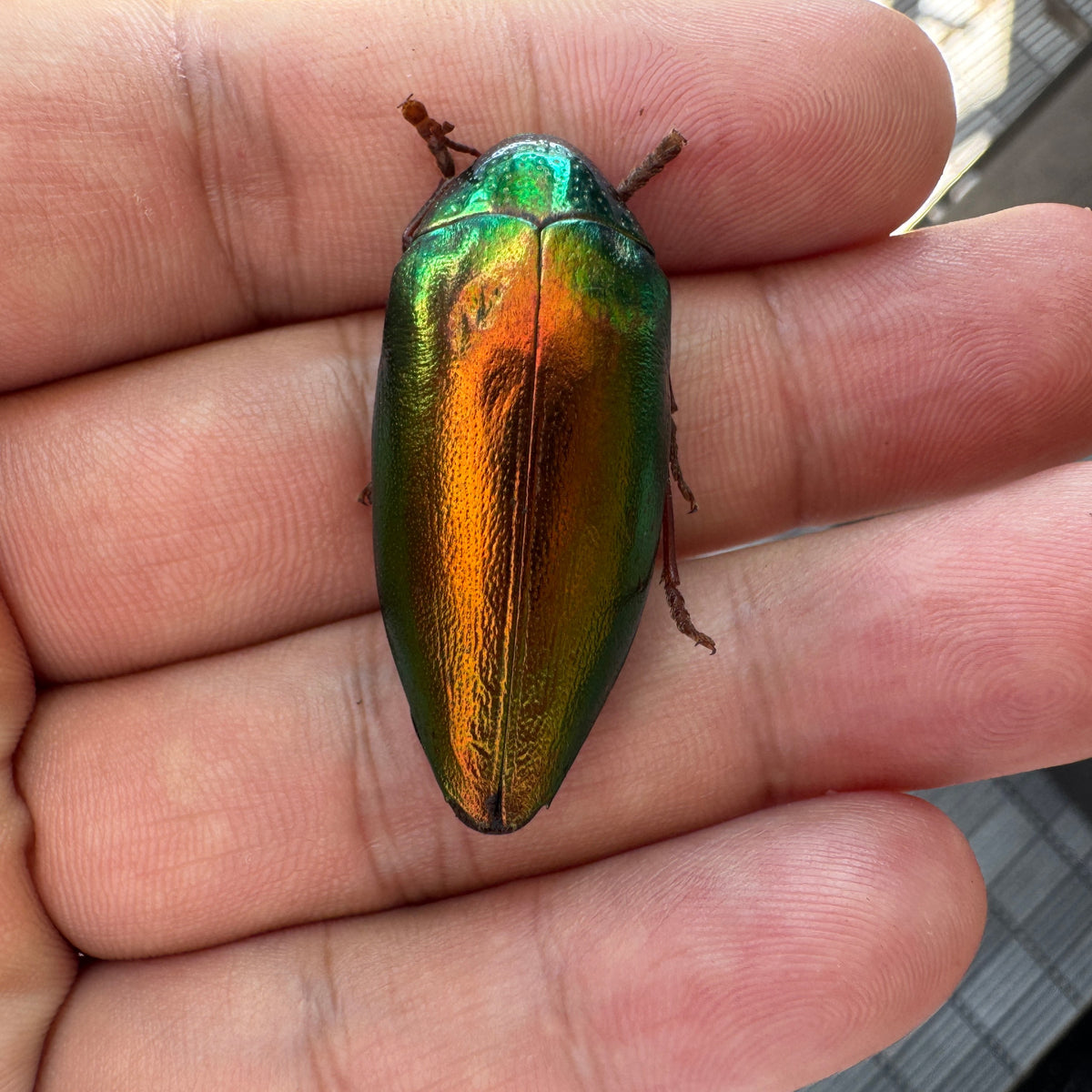 Green Jewel Beetle Sternocera aequisignata – Real Preserved Beetle Specimen
