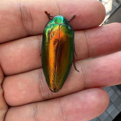 Green Jewel Beetle Sternocera aequisignata – Real Preserved Beetle Specimen