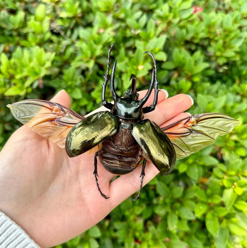 REAL SPECIMENS