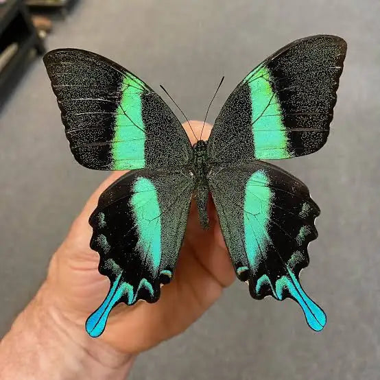 Real Papilio Blumei Butterfly - Green Peacock Swallowtail Specimen