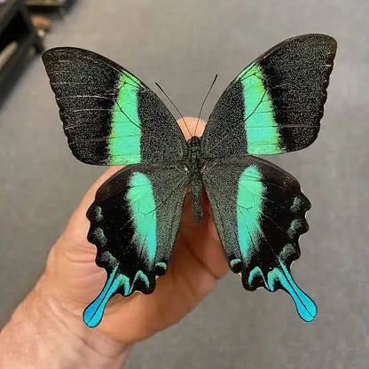 Real Papilio Blumei Butterfly - Green Peacock Swallowtail Specimen