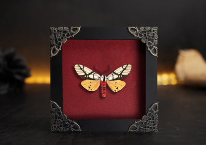 Real Moth Open Wings Gothic Decor Insect Shadow Box Entomology Gift K12-14-TR