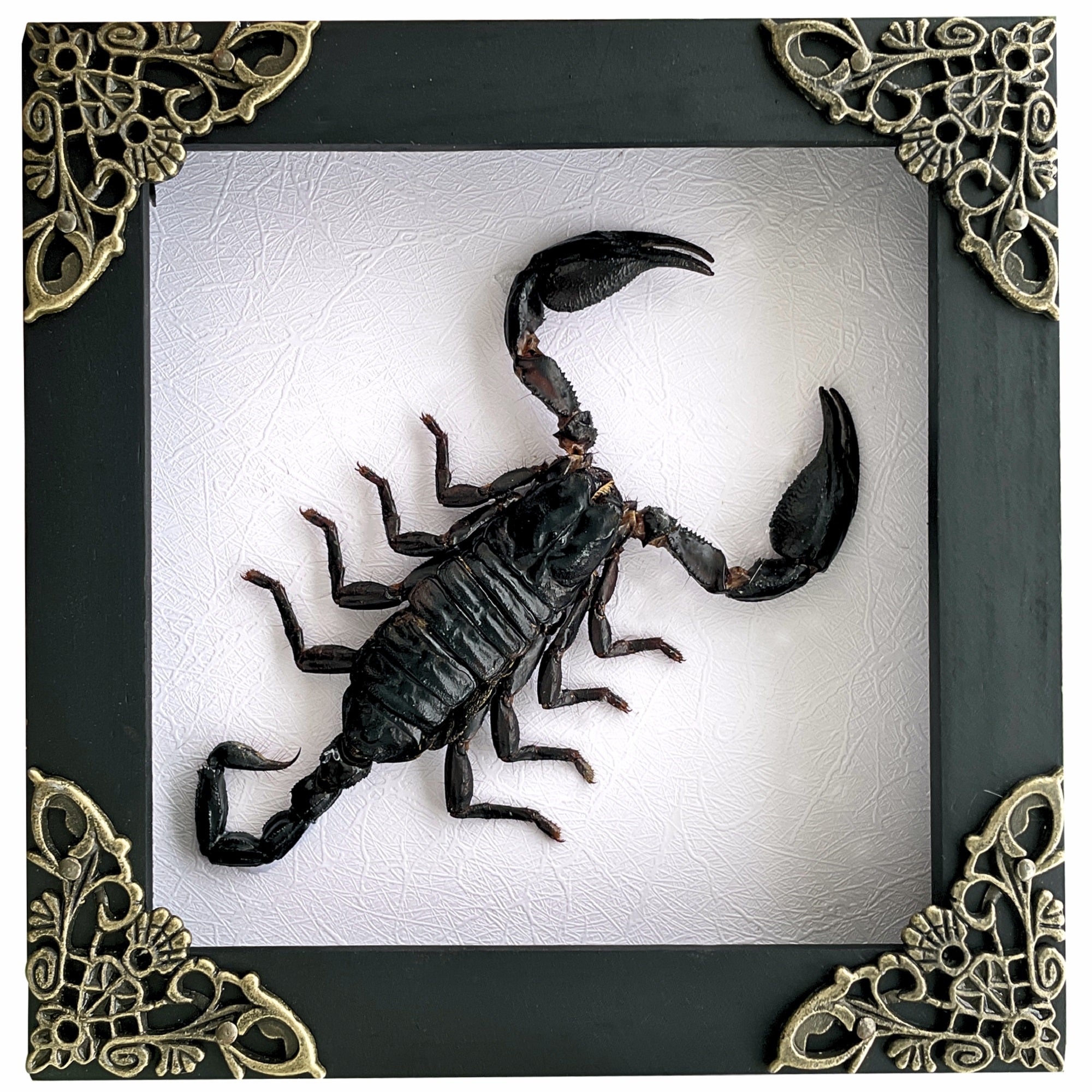 Scorpion Real Wooden Framed Dried Insect Taxidermy Bug K12-51-TR