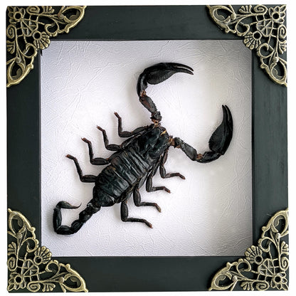 Scorpion Real Wooden Framed Dried Insect Bug K14-51-TR