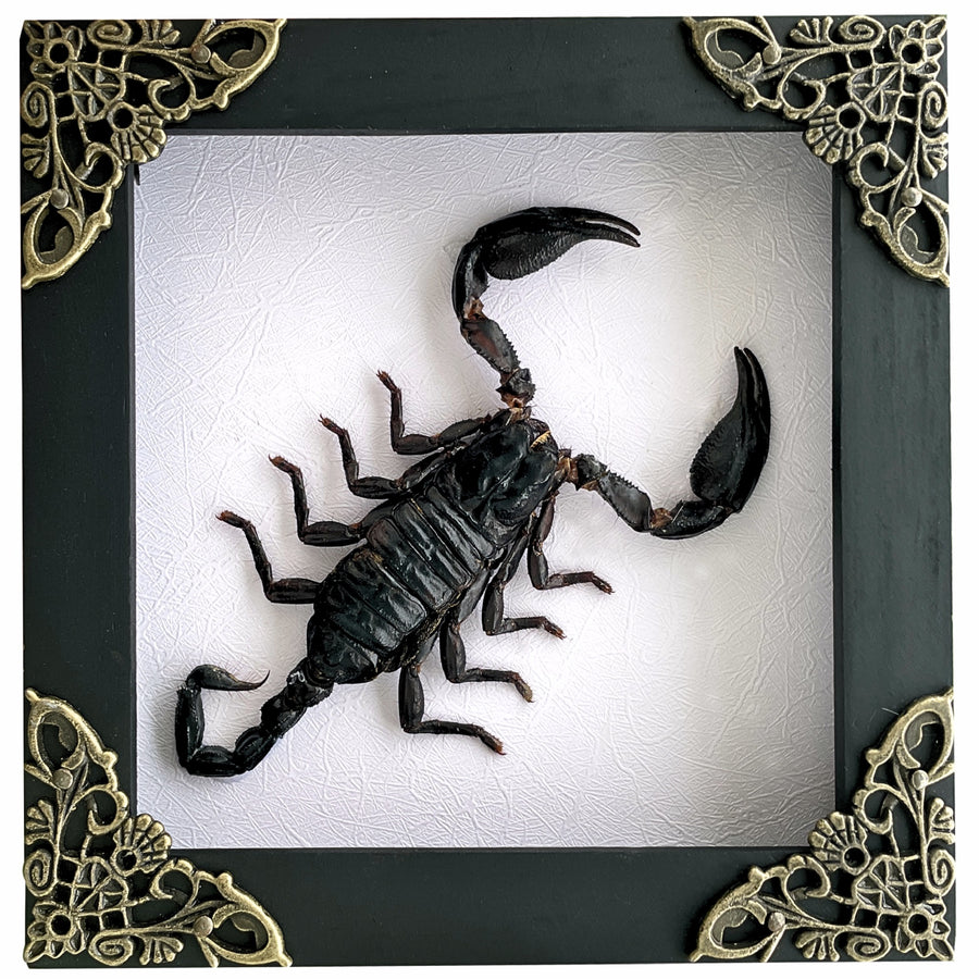 Scorpion Real Wooden Framed Dried Insect Bug K12-51-TR