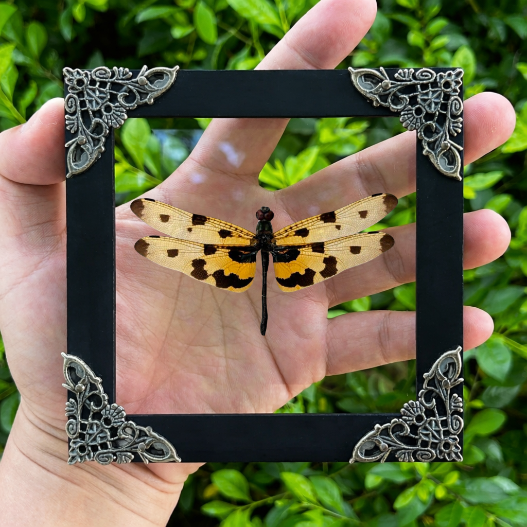 Real Yellow Dragonfly Shadow Box Insect Bug Frame Wall Art Decoration Oddity Home Bookshelf Decor K12-100-DE