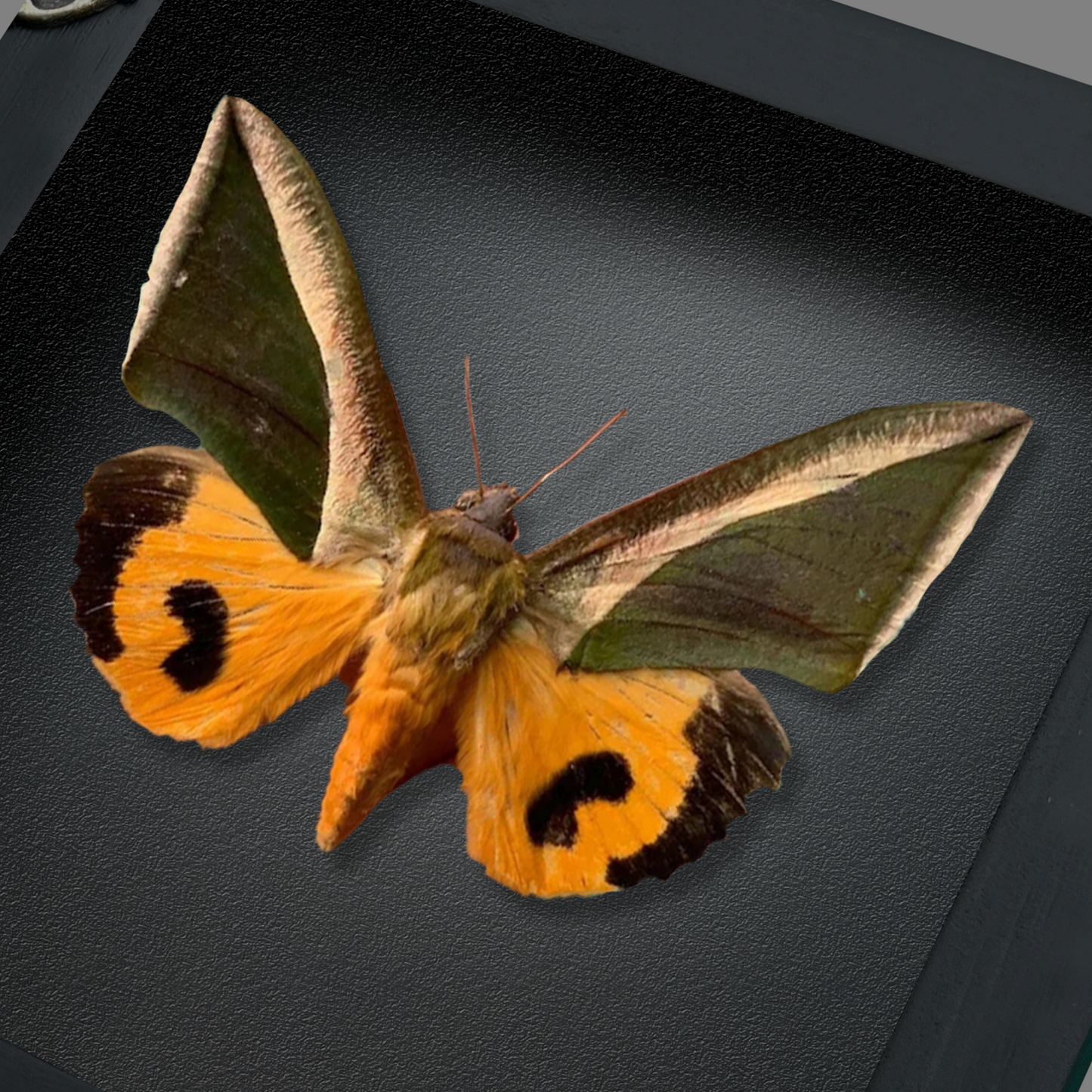 Real Taxidermy Moth Framed, Insect Bug Art, Gothic Halloween Decor, Halloween Gift K14-05-TR