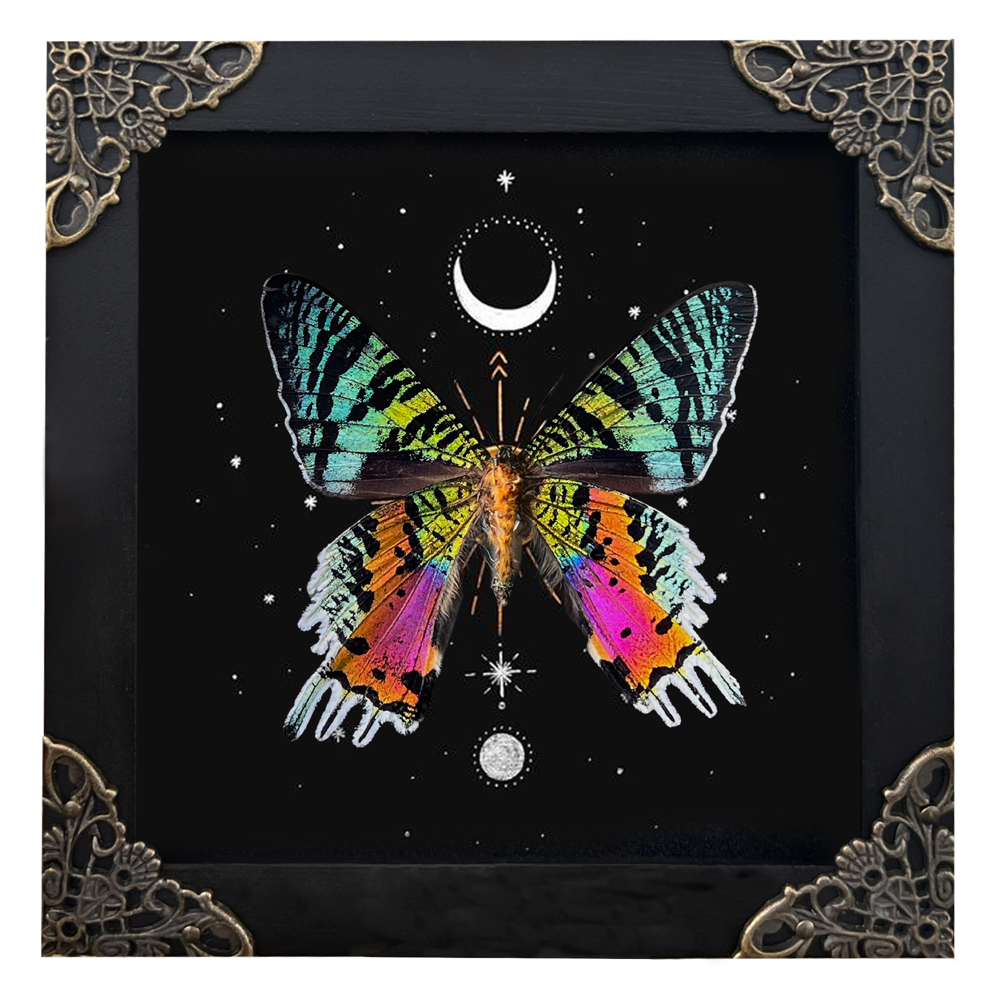 Sunset Moth Butterfly Moon Star Moon Phase Star Astrology Taxidermy Astronomy Background Frame Insect K14-29-AS5
