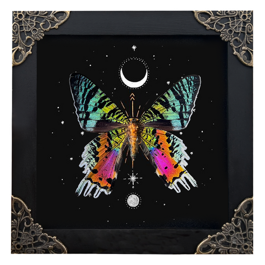 Sunset Moth Butterfly Moon Star Moon Phase Star Astrology Astronomy Background Frame Insect K14-29-AS5