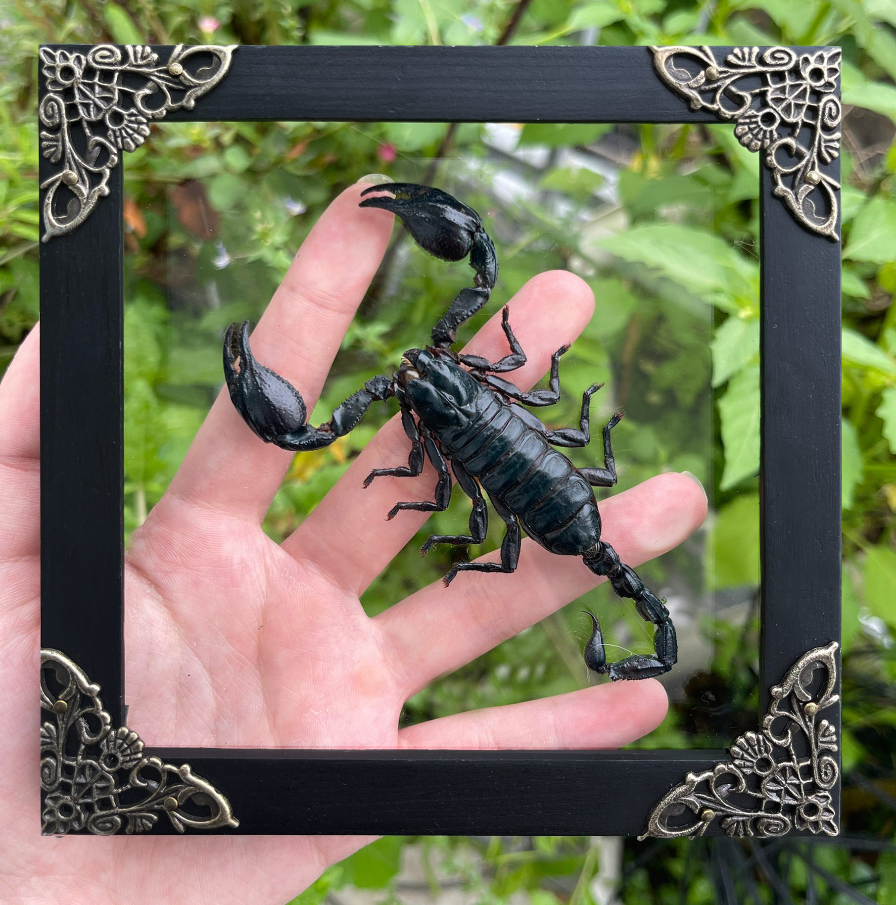 Real Framed Scorpion Dead Insect Dried Bug Beetle Taxidermy Oddity Collectables Specimen K14-51-DE