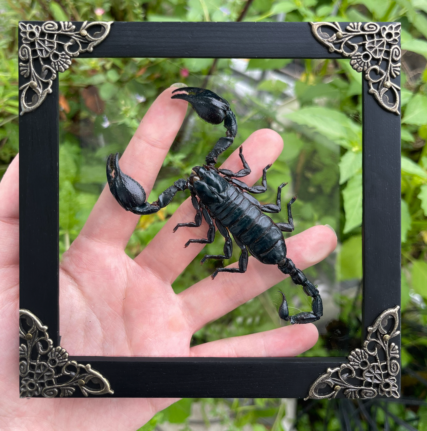 Real Framed Scorpion Dead Insect Dried Bug Beetle Oddity Collectables Specimen K14-51-DE