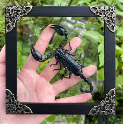 Real Framed Scorpion Dead Insect Dried Bug Beetle Oddity Collectables Specimen K14-51-DE