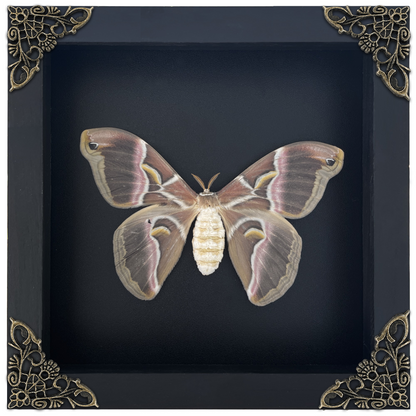 Real Eri Silk Moth Taxidermy Framed, Real Insect Shadow Box, Gothic Art Wall Decor, Gift for Her