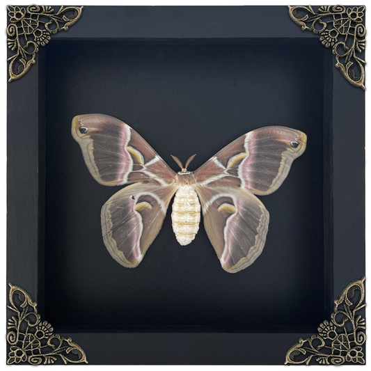 Real Eri Silk Moth Taxidermy Framed, Real Insect Shadow Box, Gothic Art Wall Decor, Gift for Her