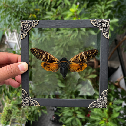 Real Framed Cicada Cicadoidea Shadow Box Bug Insect Frame Wall Art Hanging Decoration Artwork Oddity Home Decor Gallery