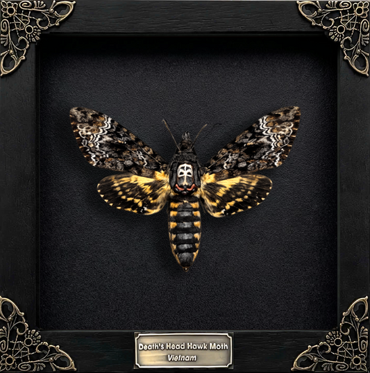 Real Death Head Moth Framed Moth Taxidermy Gothic Home Decor Insect Bug Specimen Collection