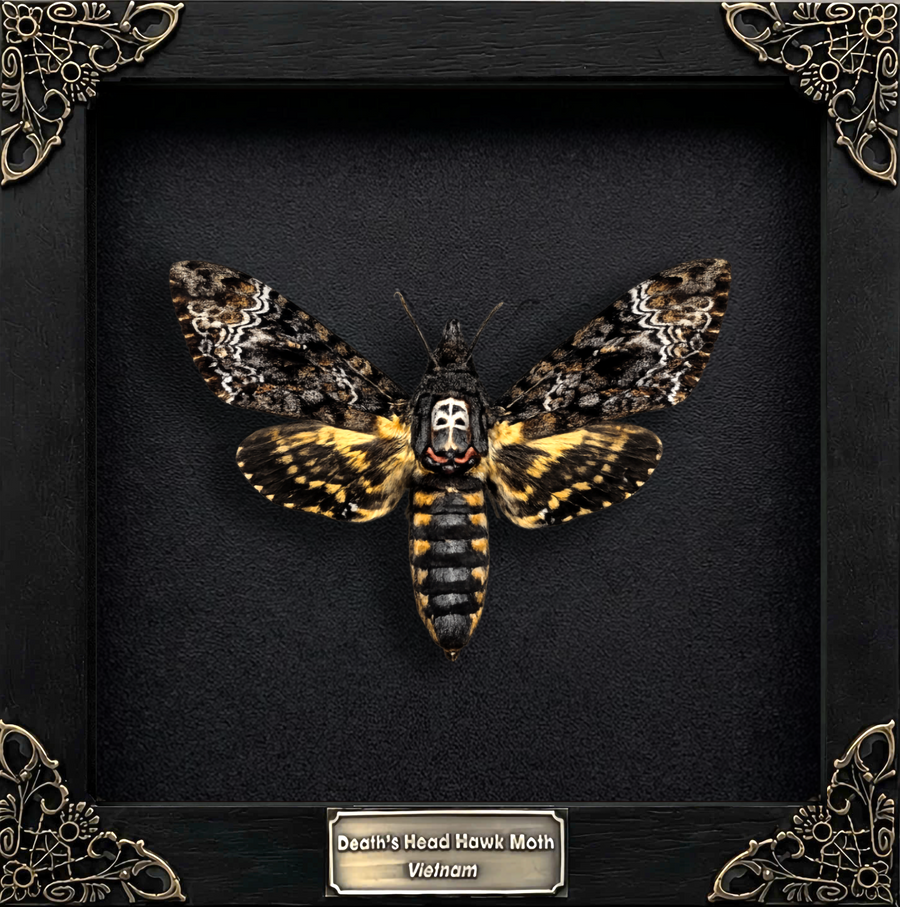 Real Death Head Moth Framed Moth Taxidermy Gothic Home Decor Insect Bug Specimen Collection