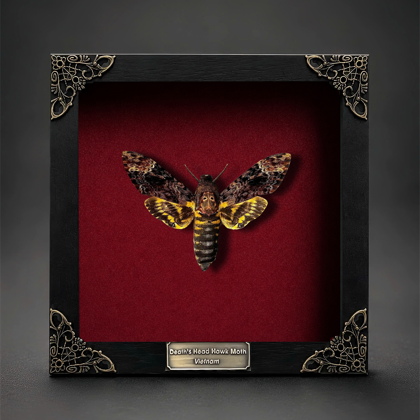Gothic Decor Real Death Head Moth Acherontia Framed Dark Skull Moth Taxidermy