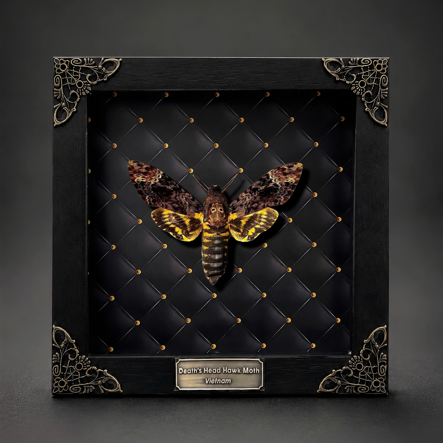 Gothic Decor Real Death Head Moth Acherontia Framed Dark Skull Moth Taxidermy