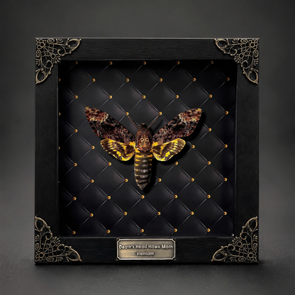 Gothic Decor Real Death Head Moth Acherontia Framed Dark Skull Moth Taxidermy