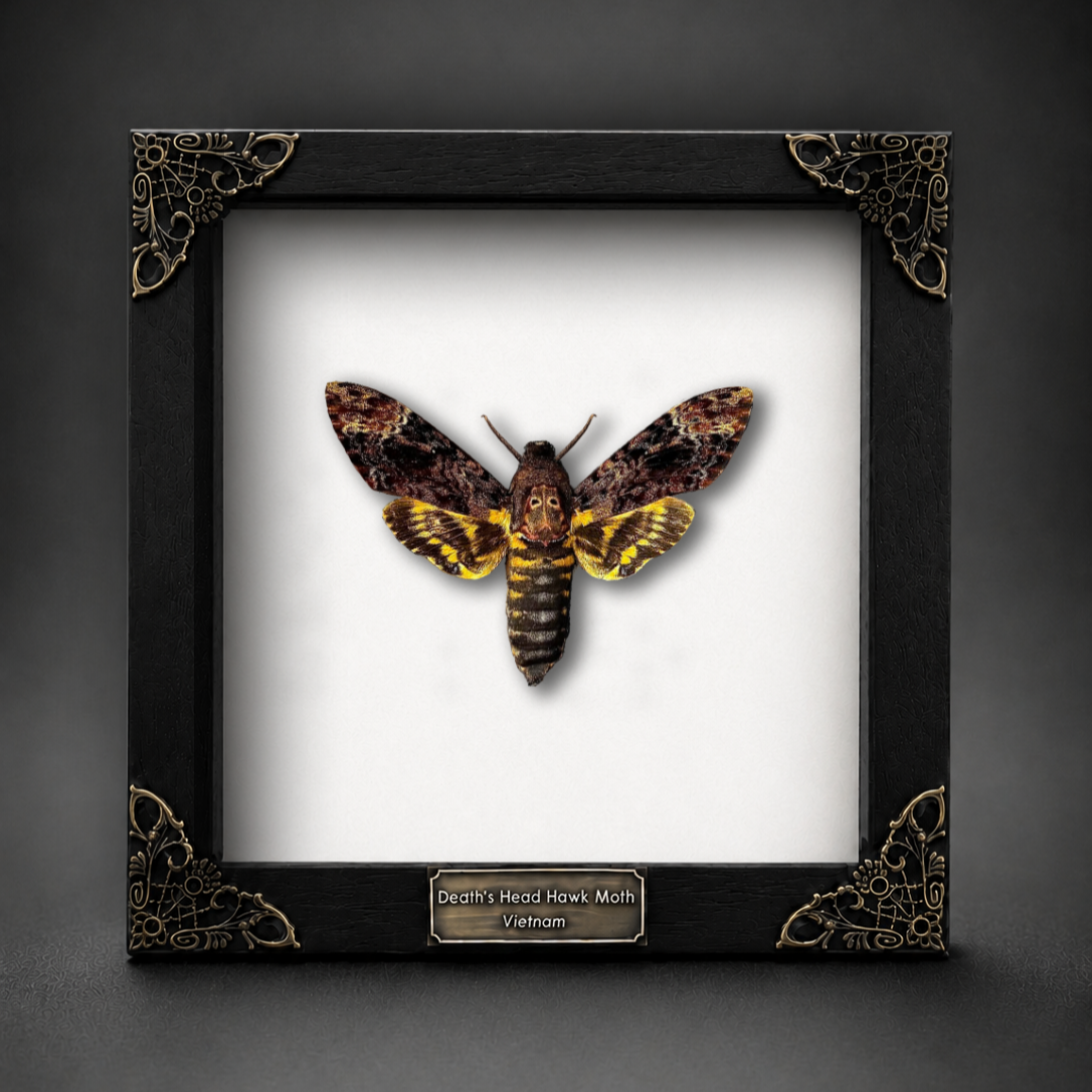 Gothic Decor Real Death Head Moth Acherontia Framed Dark Skull Moth Taxidermy