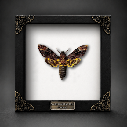 Gothic Decor Real Death Head Moth Acherontia Framed Dark Skull Moth Taxidermy