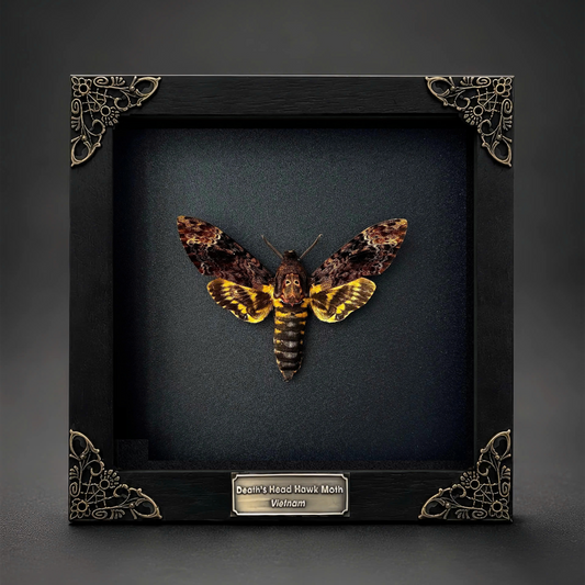 Gothic Decor Real Death Head Moth Acherontia Framed Dark Skull Moth Taxidermy