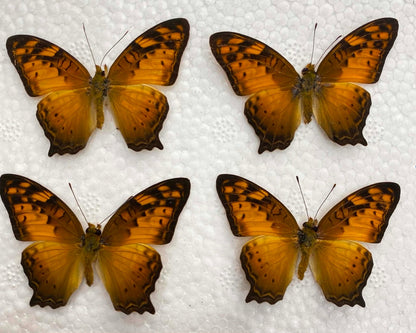 Real Butterfly Taxidermy, Vagrans egista, 4pcs Dried Specimen Spread Wings, Real Insect Entomology Display