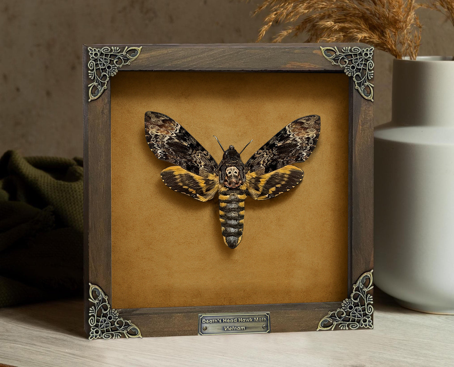 Real Death Head Moth in Wooden Framed, Moth Taxidermy, Gothic Home Decor, Insect Bug Specimen Collection