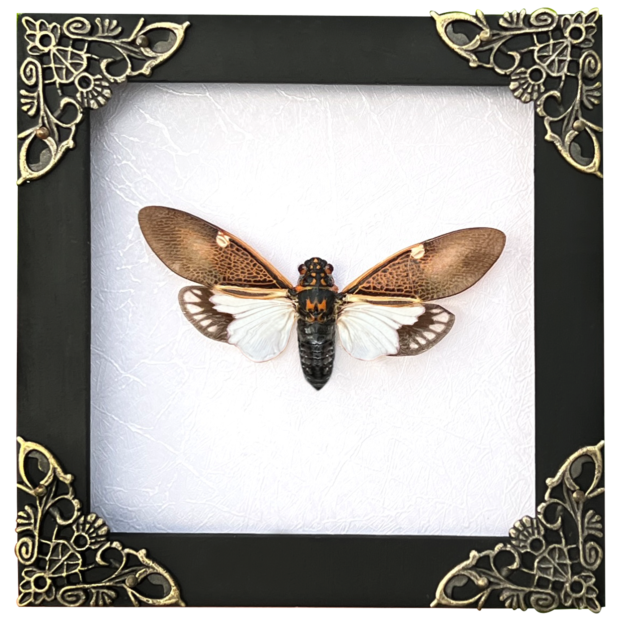 Real Framed Cicada Paratalainga Distanti Black Frame Insect Bookshelf Moody Home Decor K12-77-DE